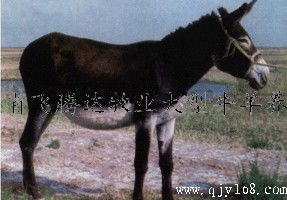 山东省飞腾达牧业 优质品种驴与高效育肥供应商