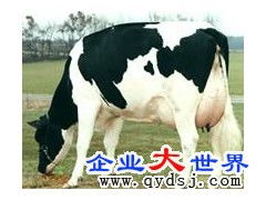 冬季桩养肉牛，助力乡村振兴——山东畜牧局扶贫办牛羊良种调拨基地推广高效饲养模式
