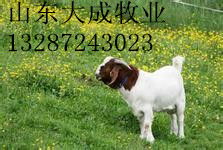 山东大成牛羊养殖合作社 优质牛羊饲养的创新典范