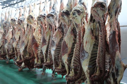 福成股份肉牛养殖新厂扩建 年增产2万头，打造现代化牛羊饲养新标杆
