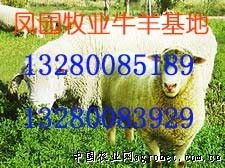 山东济宁凤园牧业 优质小尾寒羊代理，打造畜牧养殖新标杆