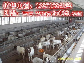 波尔山羊科学养殖指南——基于山东畜牧局扶贫办良种调拨基地的实践经验