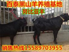 百泰牛羊珍禽特种养殖基地产品展示 优质牛羊的生态养殖与产出