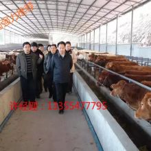 规模化养殖新典范 山东成鑫牧业在牛羊驴饲养中的创新与供应