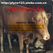 【求500斤肉牛的饲养料比例】价格,厂家,图片,供应商,牲畜,嘉祥县航宇牛羊驴养殖场 - 产品库 - 阿土伯交易网